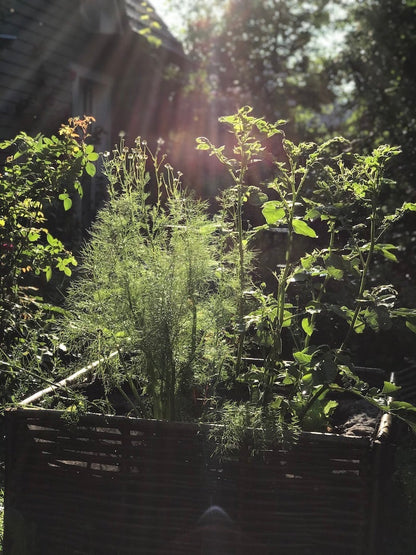 Kamille im Hochbeet im Garten
