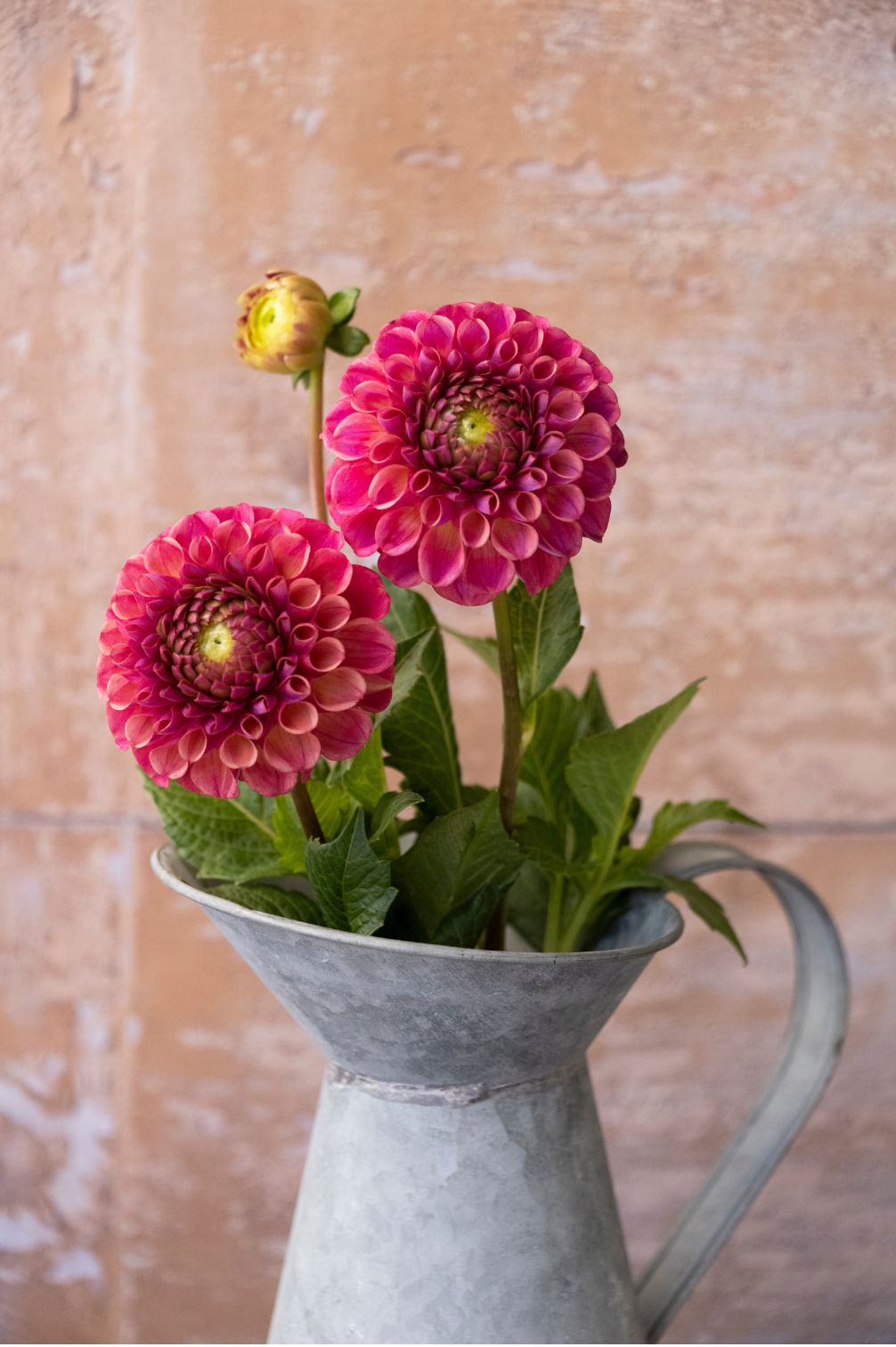 Dahlie Caitlin's Joy