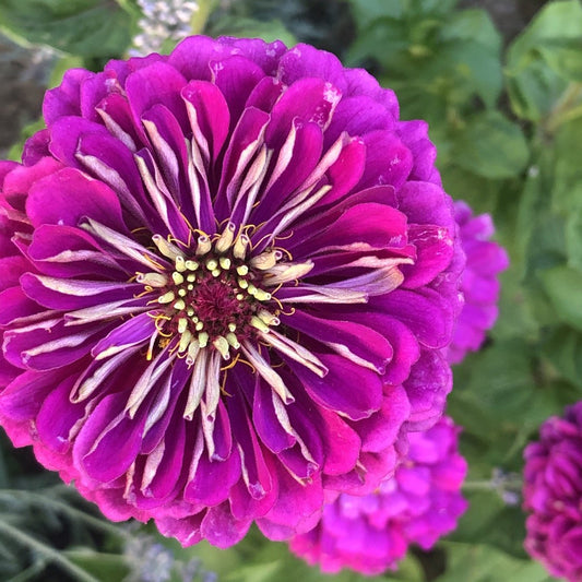 Zinnie "Purple Prince"