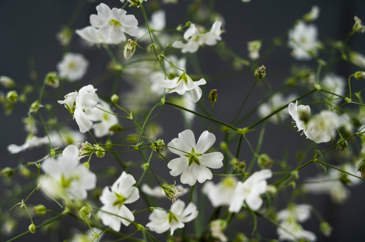 Nahaufname von Schleierkraut Monarch White