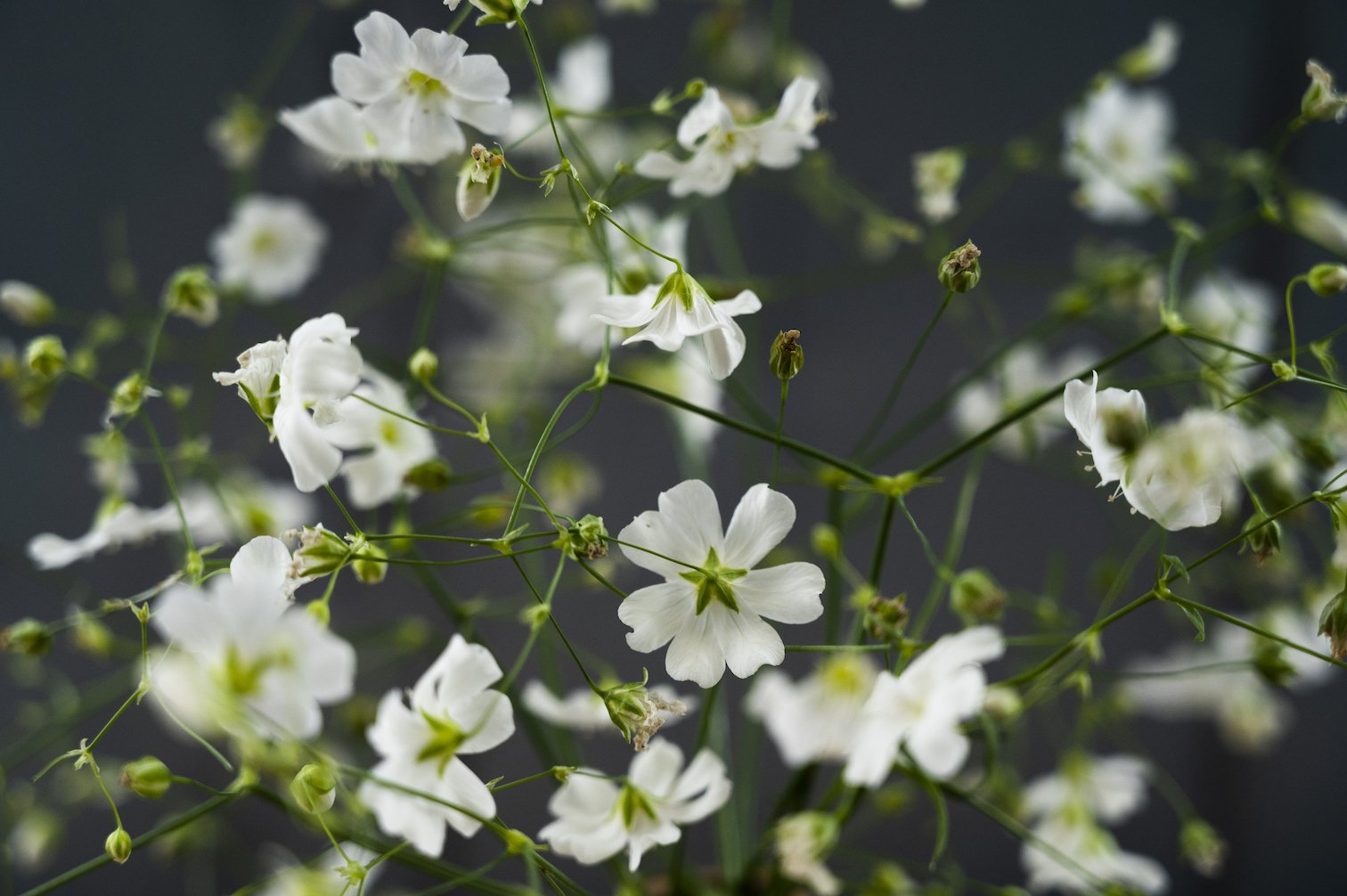Nahaufname von Schleierkraut Monarch White