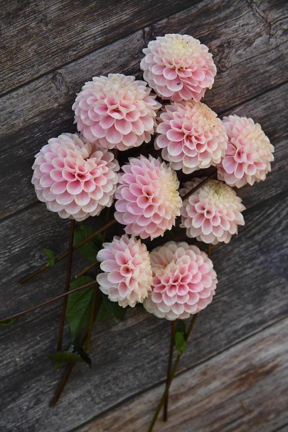 Mehrere Dahlien Wizard of Oz liegend auf Holztisch.