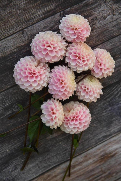 Mehrere Dahlien Wizard of Oz liegend auf Holztisch.