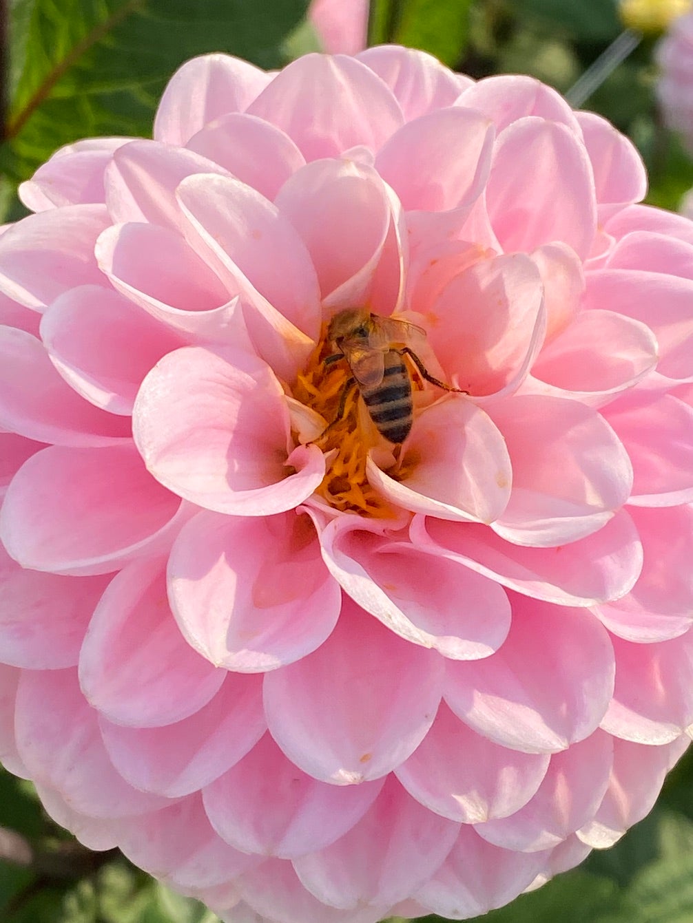 Biene holt Nektar auf der Blüte einer Dahlie Wizard of Oz.