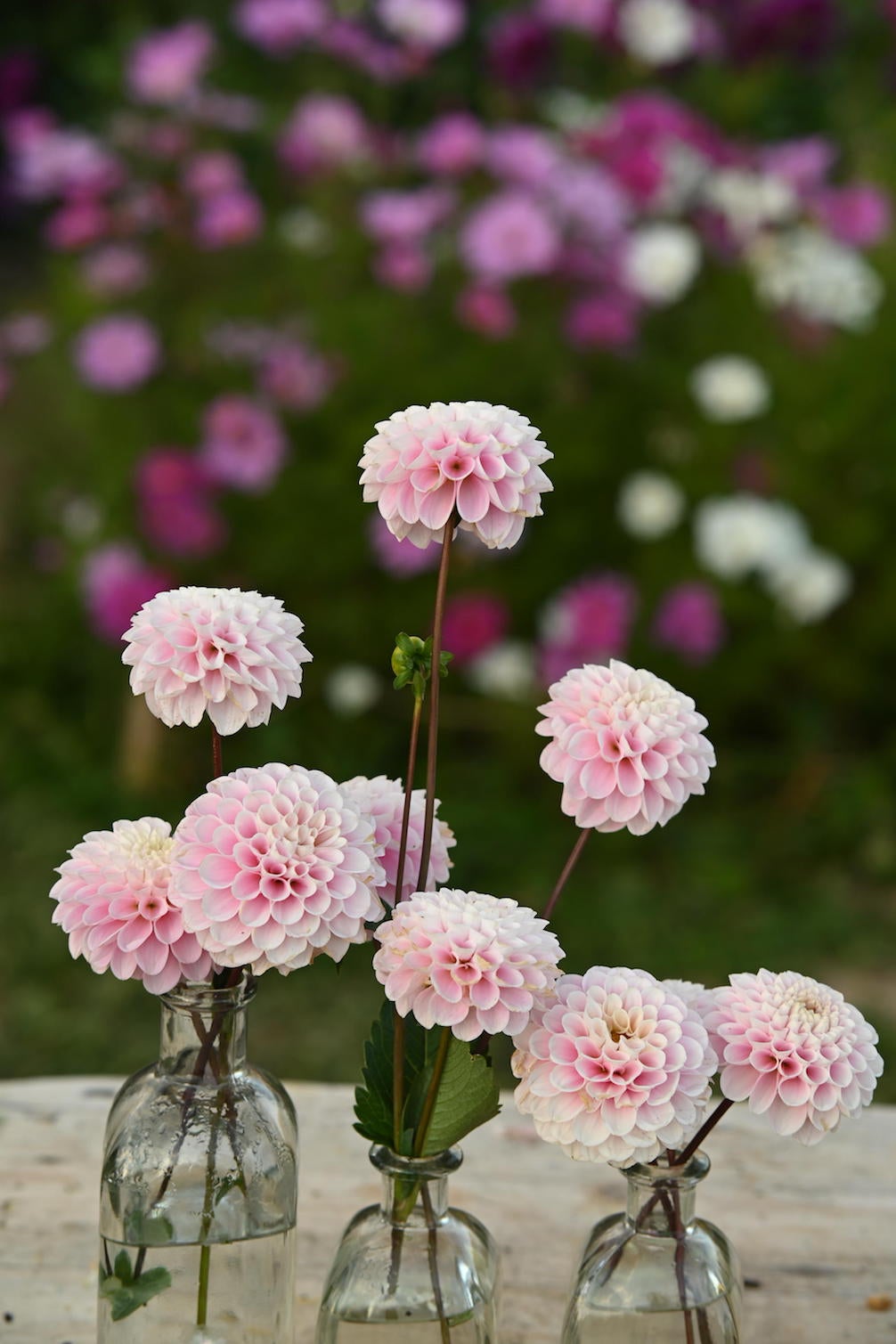 Dahlien Wizard of Oz in Glasvasen im Garten.