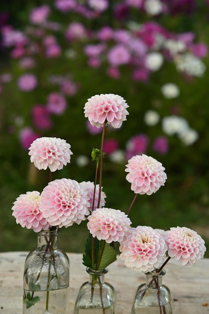 Dahlien Wizard of Oz in Glasvasen im Garten.