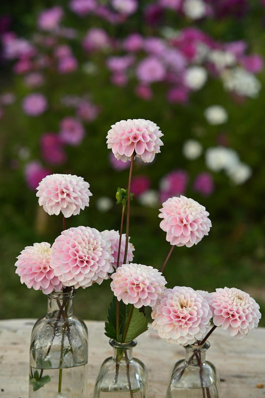 Dahlien Wizard of Oz in Glasvasen im Garten.