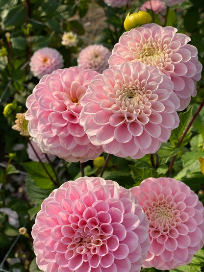 Rosa Dahlien Wizard of Oz im Garten.