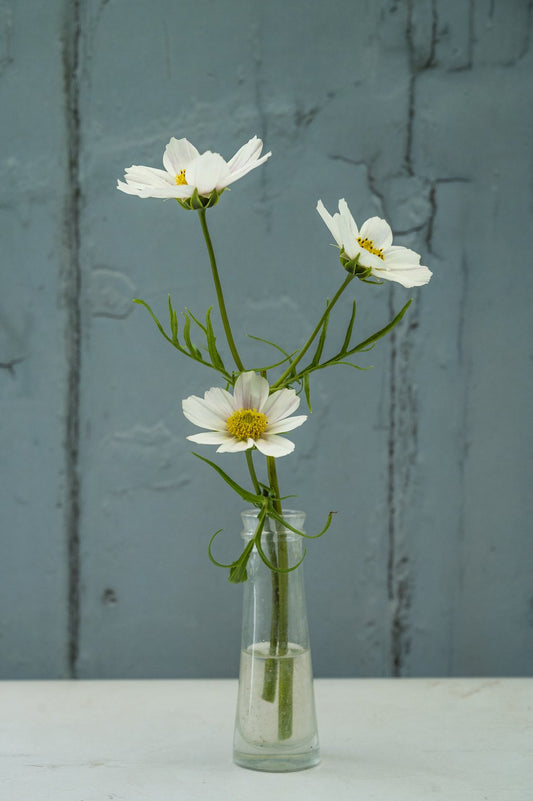 Kosmee "Tetra Versailles Flush"