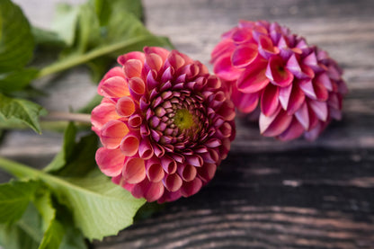 Dahlie Caitlin's Joy