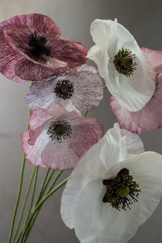 Mohn “Mother of Pearl”