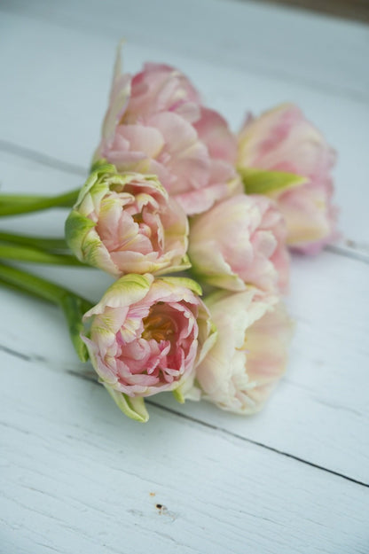 Tulpe "Angelique" - 10 Zwiebeln
