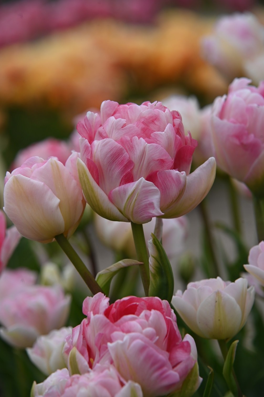 Tulpe "Angelique" - 10 Zwiebeln