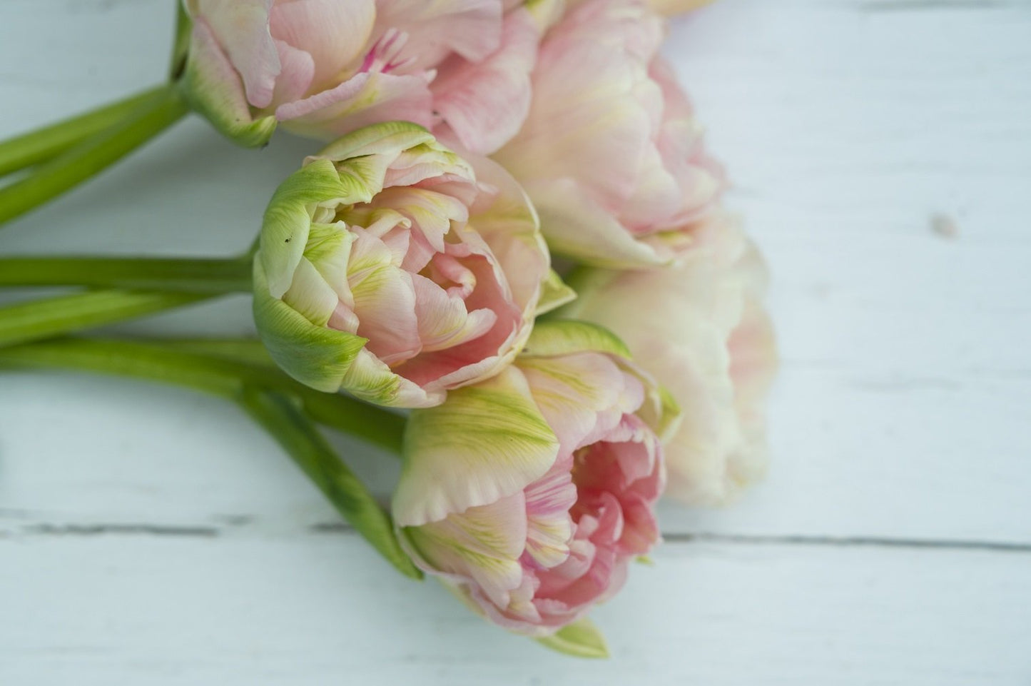 Tulpe "Angelique" - 10 Zwiebeln